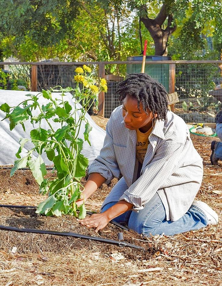 a student plants daisies in the student garden